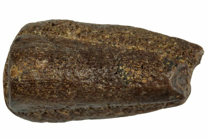 Fossil Hadrosaur (Edmontosaurus) Partial Tooth Root - Wyoming #312579